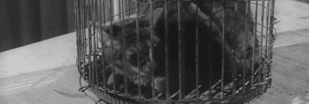 Il mio amico, Jekyll (1960)