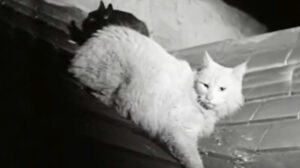 The Black Abbot (1934)