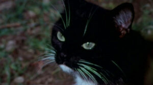The Cat and the Canary (1978)