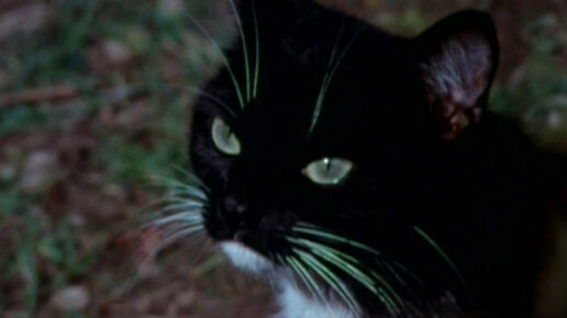 The Cat and the Canary (1978)