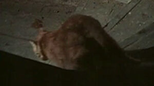Cry Wolf (1968)