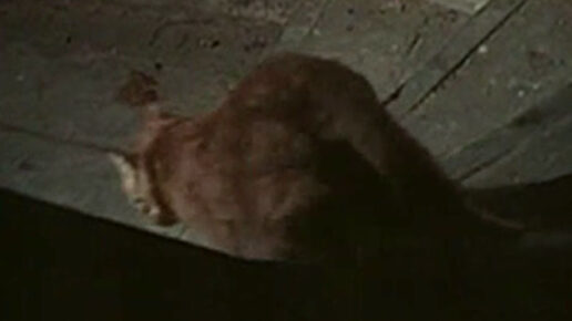 Cry Wolf (1968)