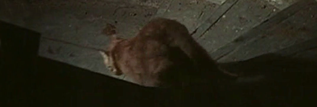 Cry Wolf (1968)