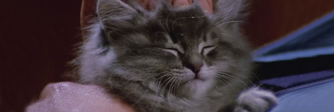 Paura nella città dei morti viventi (1980)