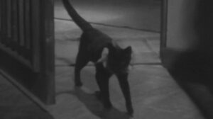 Tômei ningen arawaru (1949)