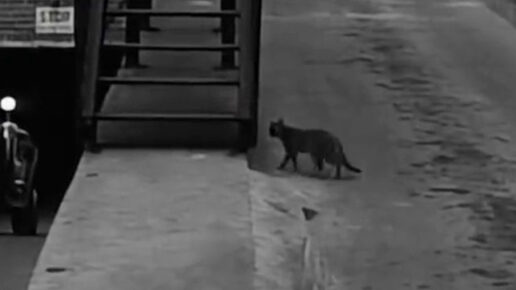 Murder, Inc. (1960)
