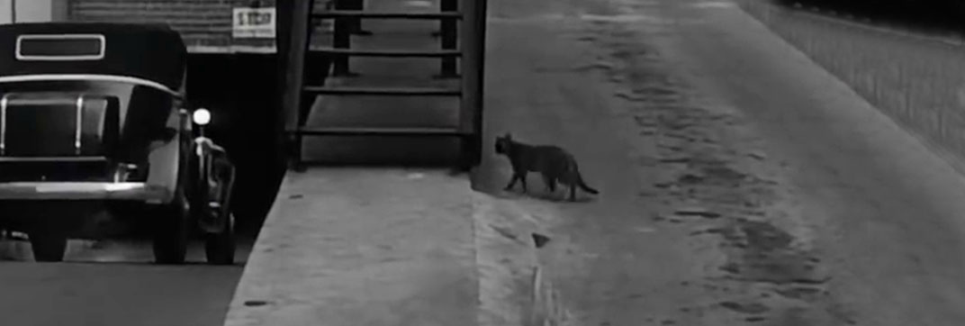Murder, Inc. (1960)