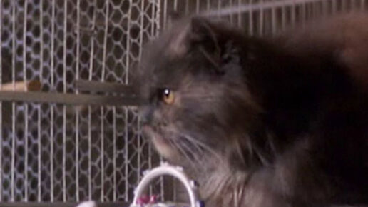 Murder is Easy (1982)
