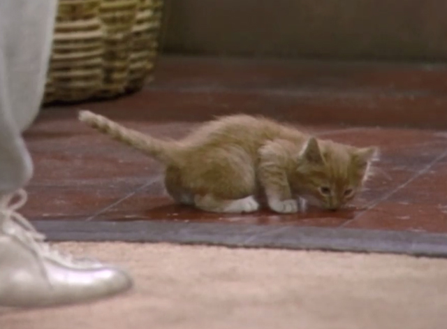 Three's Company - Look What I Found - ginger tabby kitten Cuddles Patches on doorstep