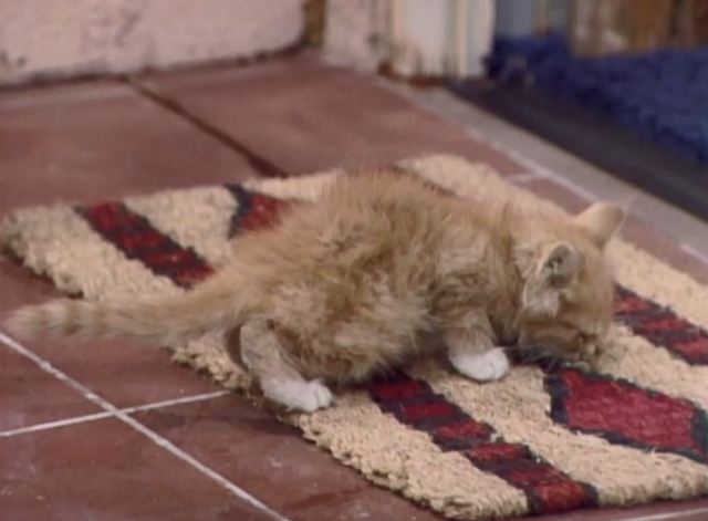 Three's Company - Look What I Found - ginger tabby kitten Cuddles Patches on door mat